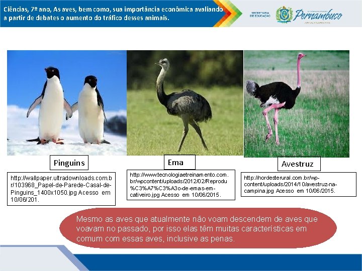 Ciências, 7º ano, As aves, bem como, sua importância econômica avaliando a partir de