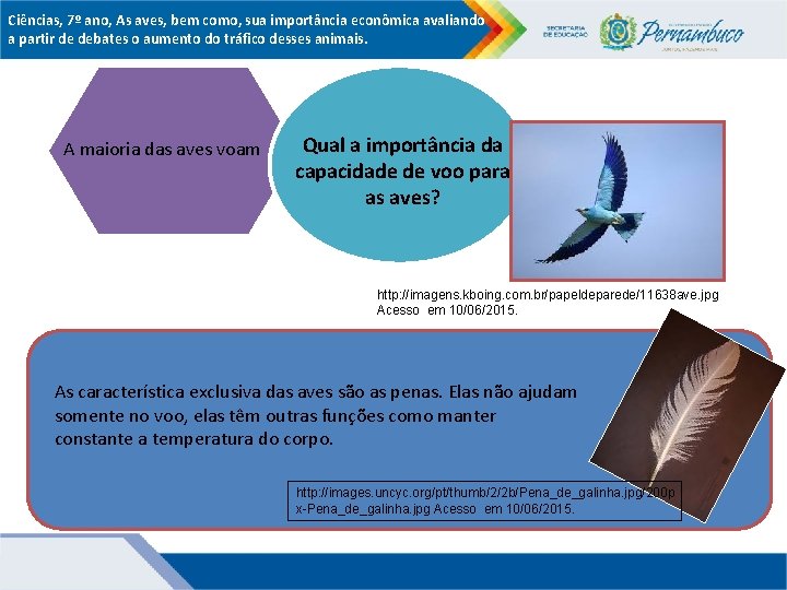 Ciências, 7º ano, As aves, bem como, sua importância econômica avaliando a partir de