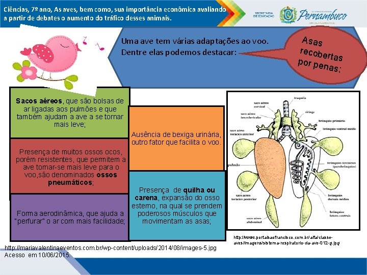 Ciências, 7º ano, As aves, bem como, sua importância econômica avaliando a partir de