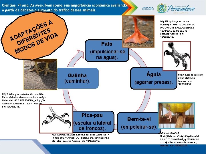 Ciências, 7º ano, As aves, bem como, sua importância econômica avaliando a partir de