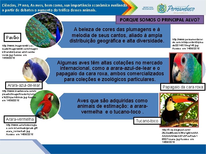 Ciências, 7º ano, As aves, bem como, sua importância econômica avaliando a partir de