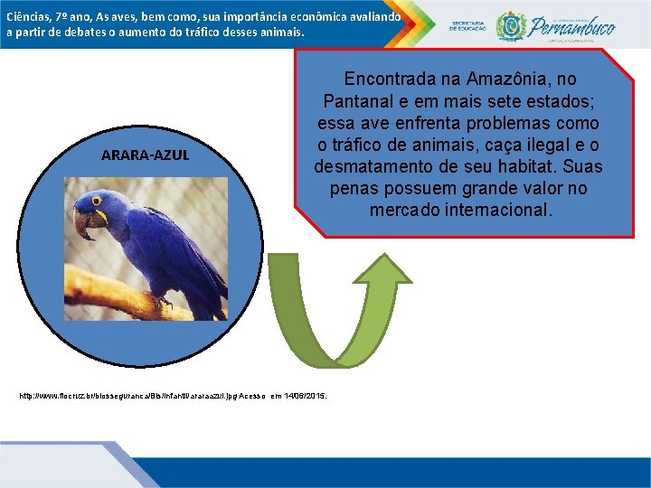 Ciências, 7º ano, As aves, bem como, sua importância econômica avaliando a partir de