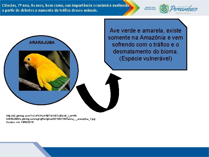 Ciências, 7º ano, As aves, bem como, sua importância econômica avaliando a partir de