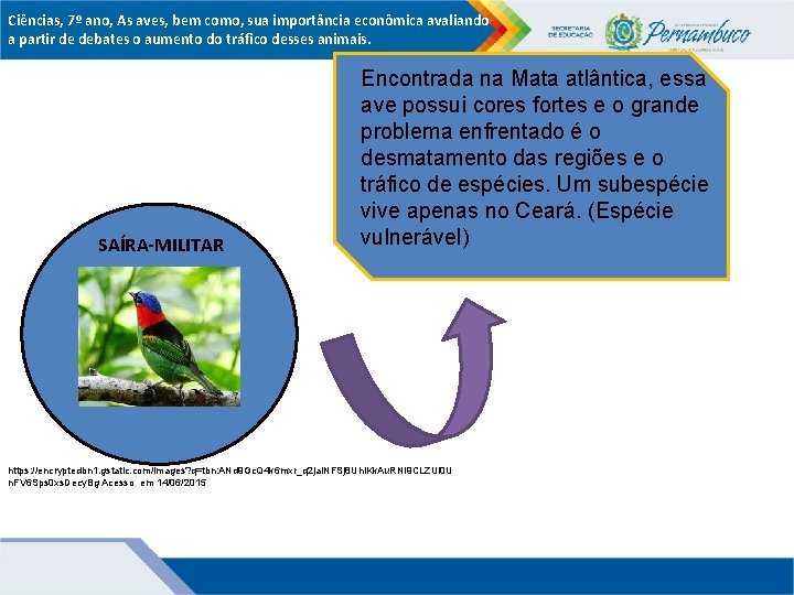 Ciências, 7º ano, As aves, bem como, sua importância econômica avaliando a partir de