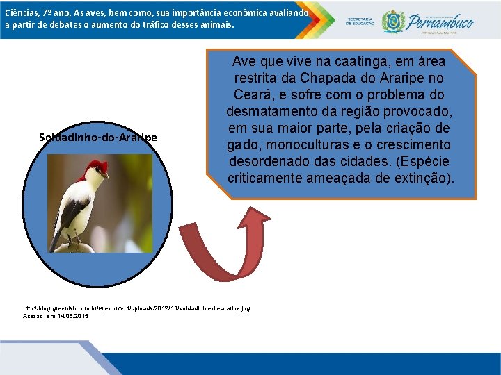 Ciências, 7º ano, As aves, bem como, sua importância econômica avaliando a partir de