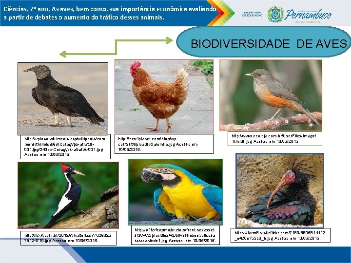 Ciências, 7º ano, As aves, bem como, sua importância econômica avaliando a partir de