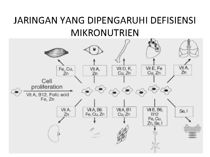 JARINGAN YANG DIPENGARUHI DEFISIENSI MIKRONUTRIEN 20 