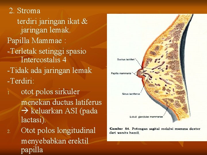 2. Stroma terdiri jaringan ikat & jaringan lemak. Papilla Mammae : -Terletak setinggi spasio