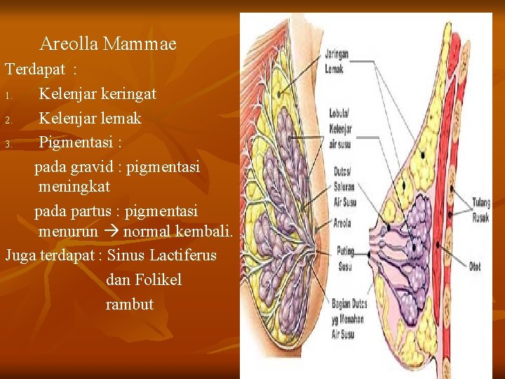 Areolla Mammae Terdapat : 1. Kelenjar keringat 2. Kelenjar lemak 3. Pigmentasi : pada