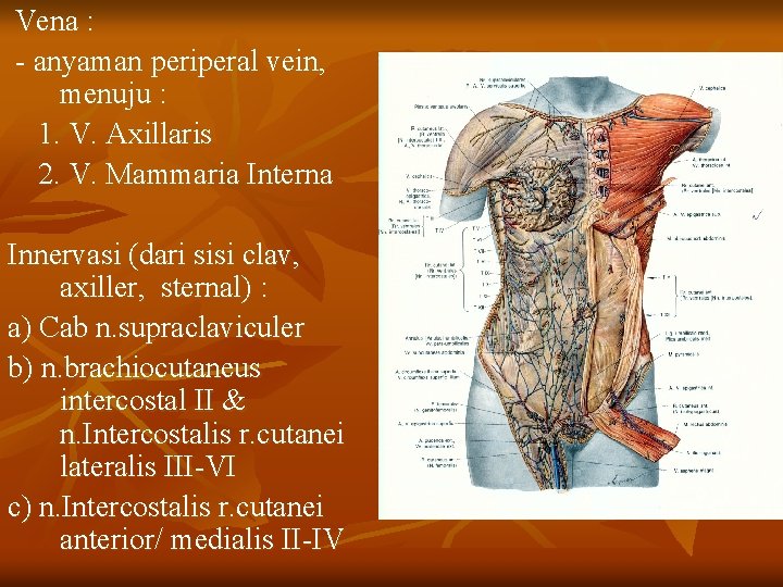 Vena : - anyaman periperal vein, menuju : 1. V. Axillaris 2. V. Mammaria