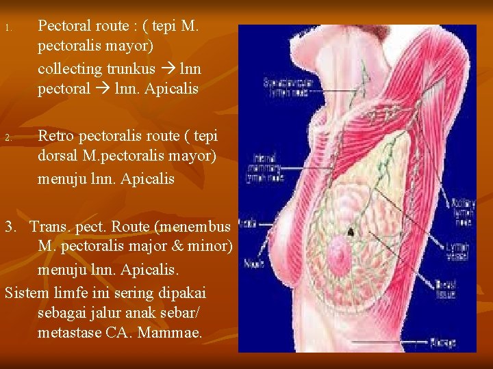 1. 2. Pectoral route : ( tepi M. pectoralis mayor) collecting trunkus lnn pectoral
