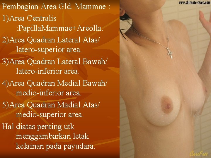 Pembagian Area Gld. Mammae : 1)Area Centralis : Papilla. Mammae+Areolla. 2)Area Quadran Lateral Atas/