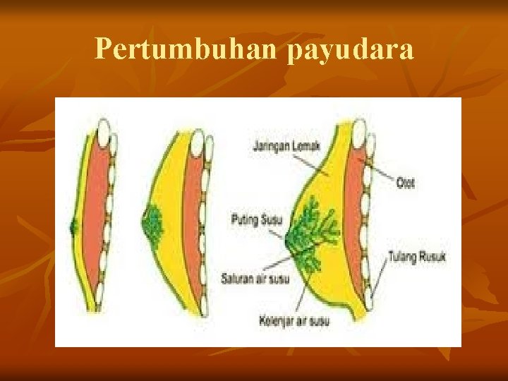 Pertumbuhan payudara 