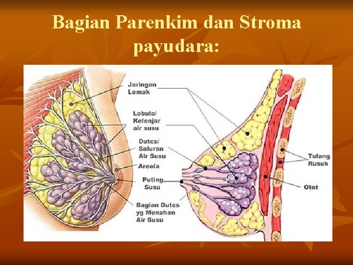 Bagian Parenkim dan Stroma payudara: 