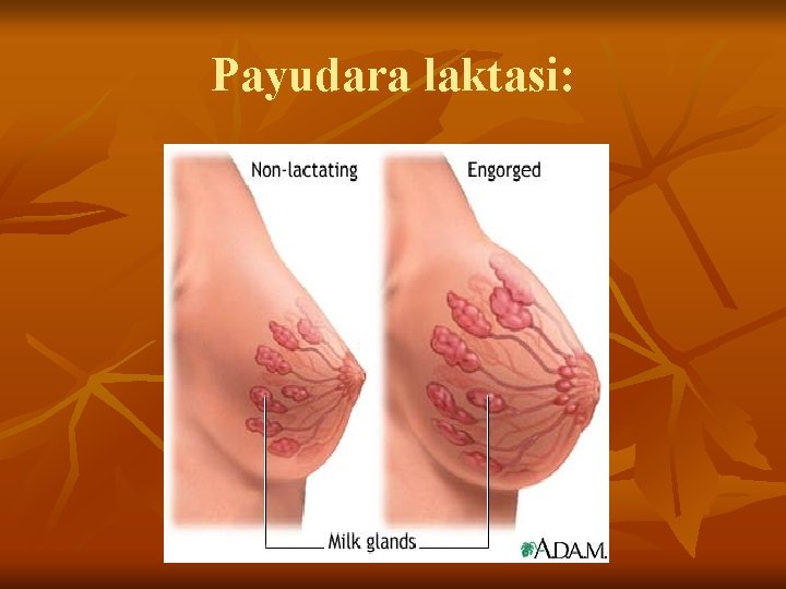 Payudara laktasi: 
