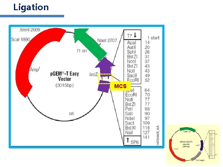 Ligation MCS 