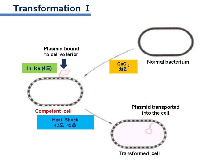 Transformation Ⅰ Plasmid bound to cell exterior Ca. Cl 2 처리 in ice (4도)