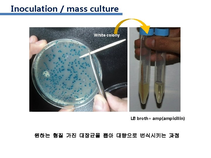 Inoculation / mass culture White colony LB broth+ amp(ampicillin) 원하는 형질 가진 대장균을 뽑아