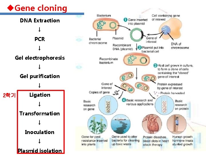 u. Gene cloning DNA Extraction ↓ PCR ↓ Gel electrophoresis ↓ Gel purification ↓