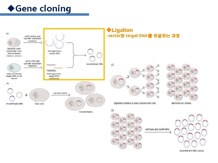 u. Gene cloning ◆Ligation -vector와 target DNA를 연결하는 과정 