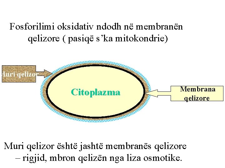 Fosforilimi oksidativ ndodh në membranën qelizore ( pasiqë s’ka mitokondrie) Muri qelizor Citoplazma Membrana