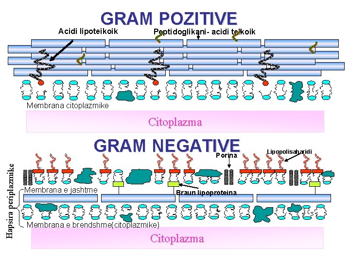 GRAM POZITIVE Acidi lipoteikoik Peptidoglikani- acidi teikoik Membrana citoplazmike Citoplazma GRAM NEGATIVE Hapsira periplazmike