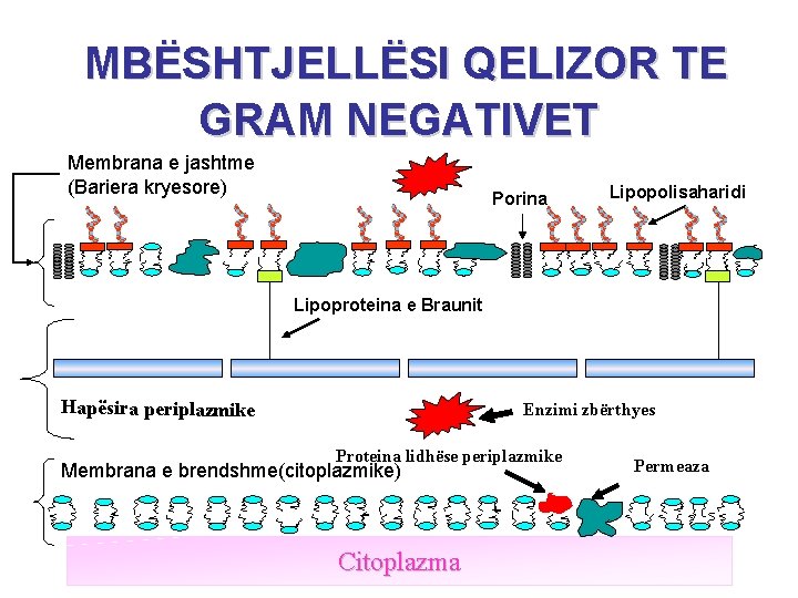  MBËSHTJELLËSI QELIZOR TE GRAM NEGATIVET Membrana e jashtme (Bariera kryesore) Porina Lipopolisaharidi Lipoproteina