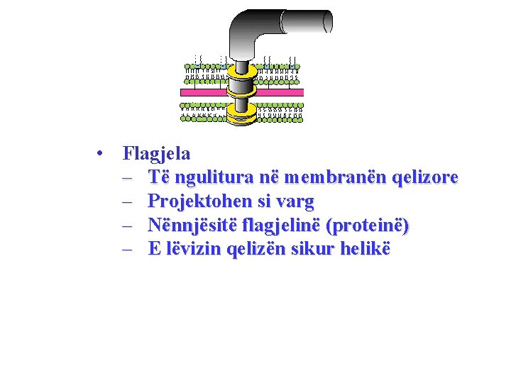  • Flagjela – Të ngulitura në membranën qelizore – Projektohen si varg –