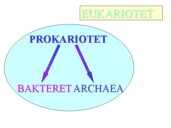  EUKARIOTET PROKARIOTET BAKTERET ARCHAEA 