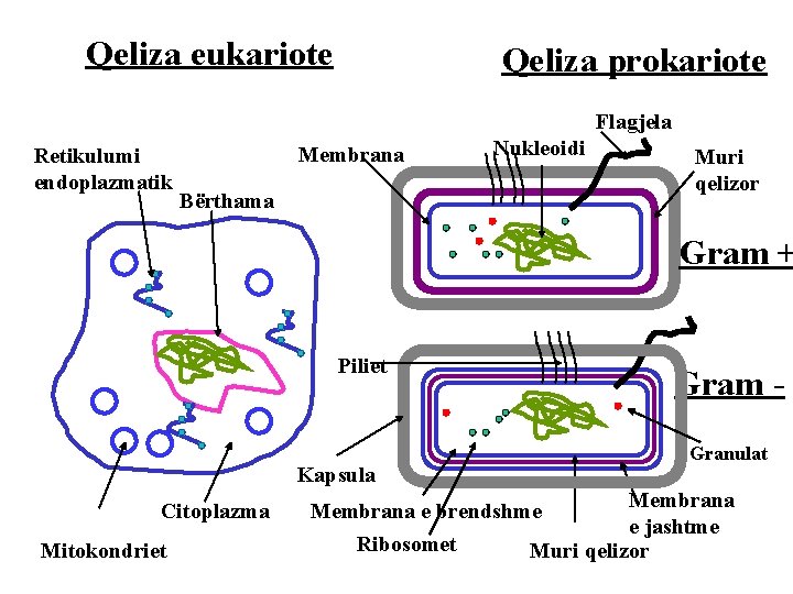 Qeliza eukariote Qeliza prokariote Flagjela Retikulumi endoplazmatik Membrana Bërthama Nukleoidi Muri qelizor Gram +