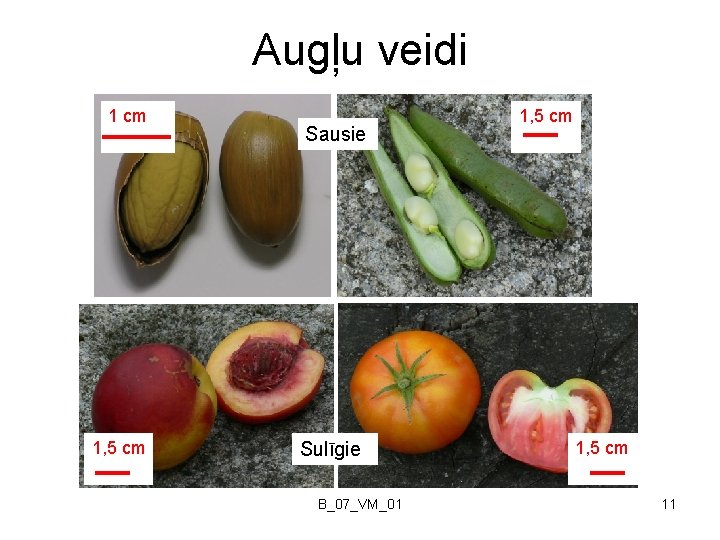 Augļu veidi 1 cm 1, 5 cm Sausie Sulīgie B_07_VM_01 1, 5 cm 11