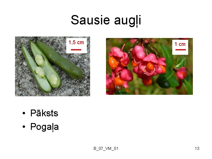 Sausie augļi 1, 5 cm 1 cm • Pāksts • Pogaļa B_07_VM_01 13 