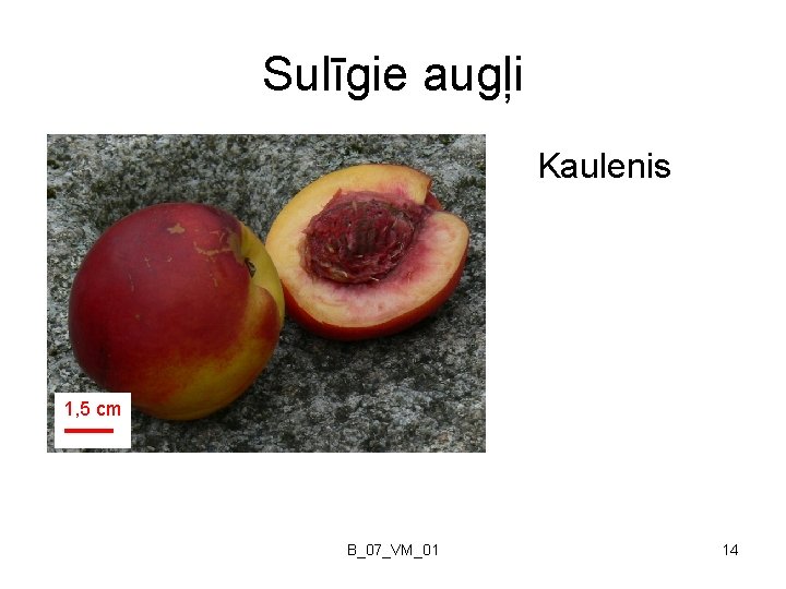 Sulīgie augļi Kaulenis 1, 5 cm B_07_VM_01 14 