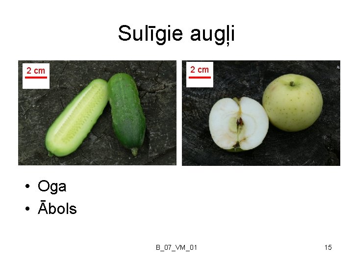 Sulīgie augļi 2 cm • Oga • Ābols B_07_VM_01 15 