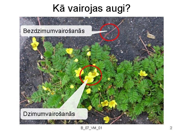 Kā vairojas augi? Bezdzimumvairošanās Dzimumvairošanās B_07_VM_01 2 