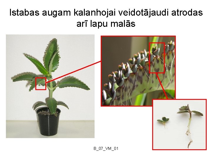 Istabas augam kalanhojai veidotājaudi atrodas arī lapu malās B_07_VM_01 4 