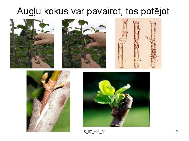 Augļu kokus var pavairot, tos potējot B_07_VM_01 5 