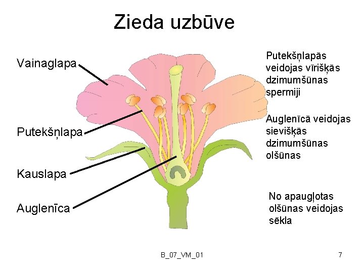 Zieda uzbūve Putekšņlapās veidojas vīrišķās dzimumšūnas spermiji Vainaglapa Auglenīcā veidojas sievišķās dzimumšūnas olšūnas Putekšņlapa