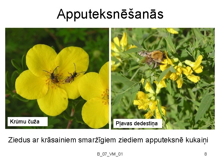 Apputeksnēšanās Krūmu čuža Pļavas dedestiņa Ziedus ar krāsainiem smaržīgiem ziediem apputeksnē kukaiņi B_07_VM_01 8