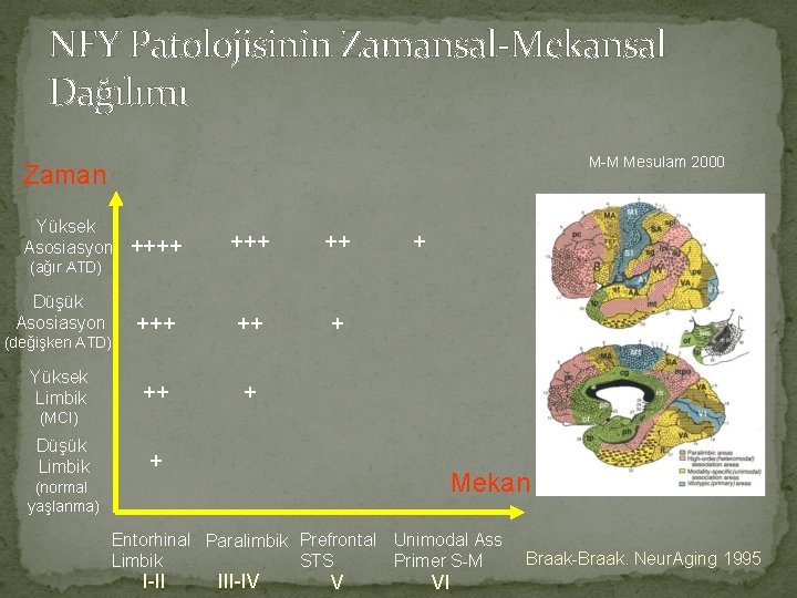 NFY Patolojisinin Zamansal-Mekansal Dağılımı M-M Mesulam 2000 Zaman Yüksek Asosiasyon ++++ ++ ++ +