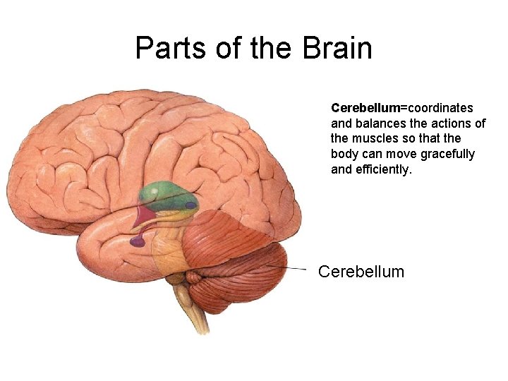 Parts of the Brain Cerebellum=coordinates and balances the actions of the muscles so that