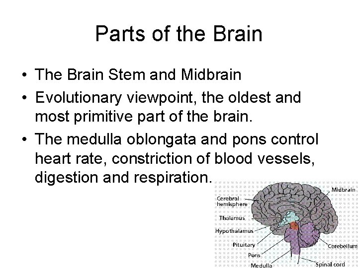 Parts of the Brain • The Brain Stem and Midbrain • Evolutionary viewpoint, the