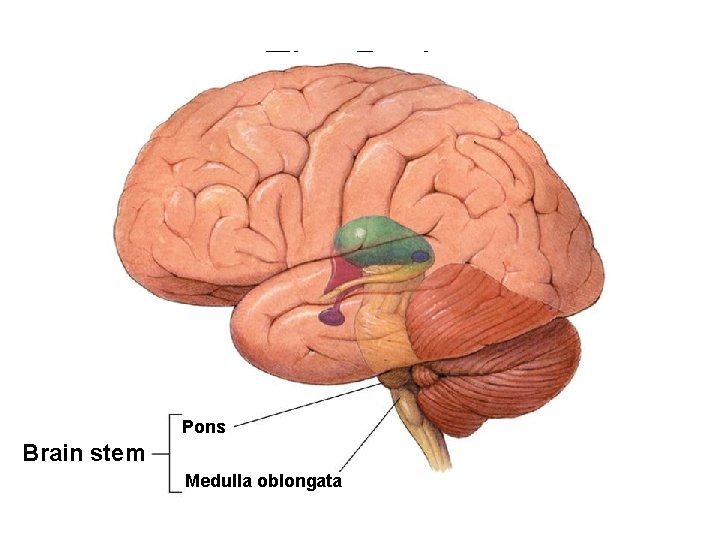 The Brain Pons Brain stem Medulla oblongata 