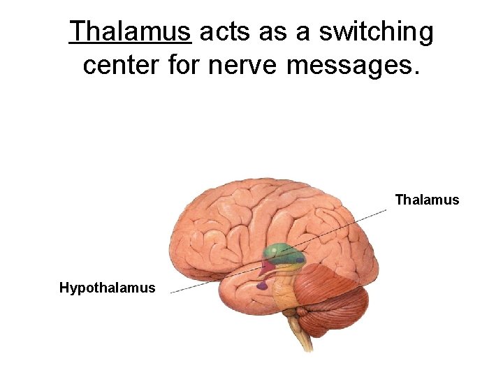Thalamus acts as a switching center for nerve messages. Thalamus Hypothalamus 