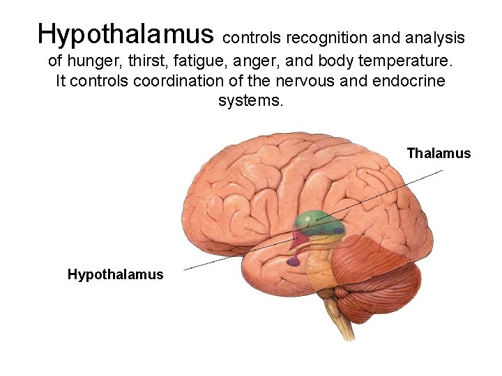 Hypothalamus controls recognition and analysis of hunger, thirst, fatigue, anger, and body temperature. It
