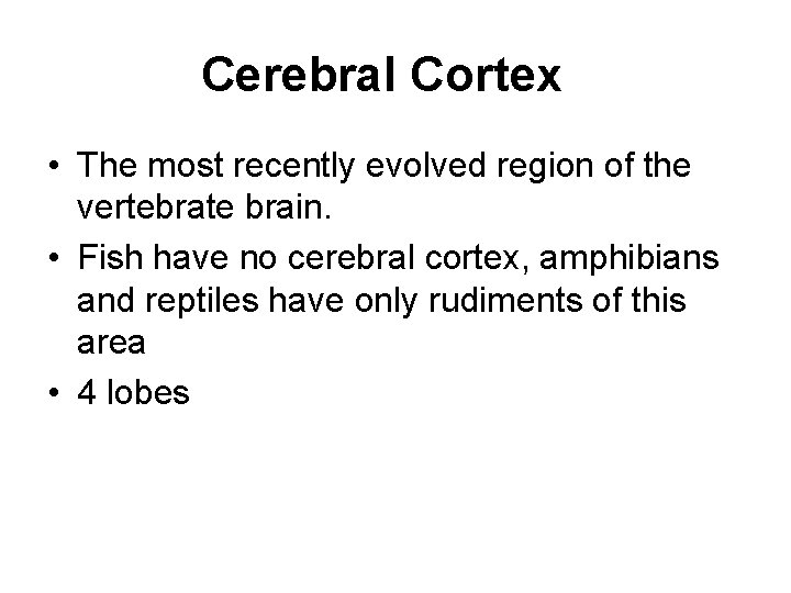 Cerebral Cortex • The most recently evolved region of the vertebrate brain. • Fish