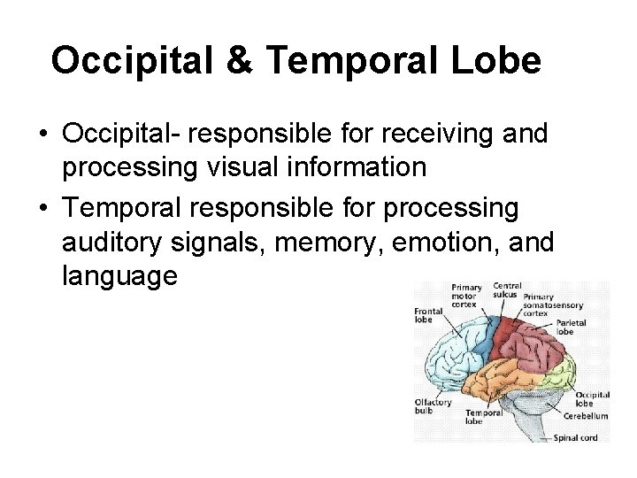 Occipital & Temporal Lobe • Occipital- responsible for receiving and processing visual information •