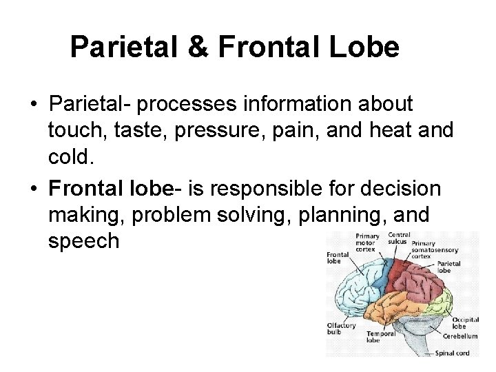 Parietal & Frontal Lobe • Parietal- processes information about touch, taste, pressure, pain, and