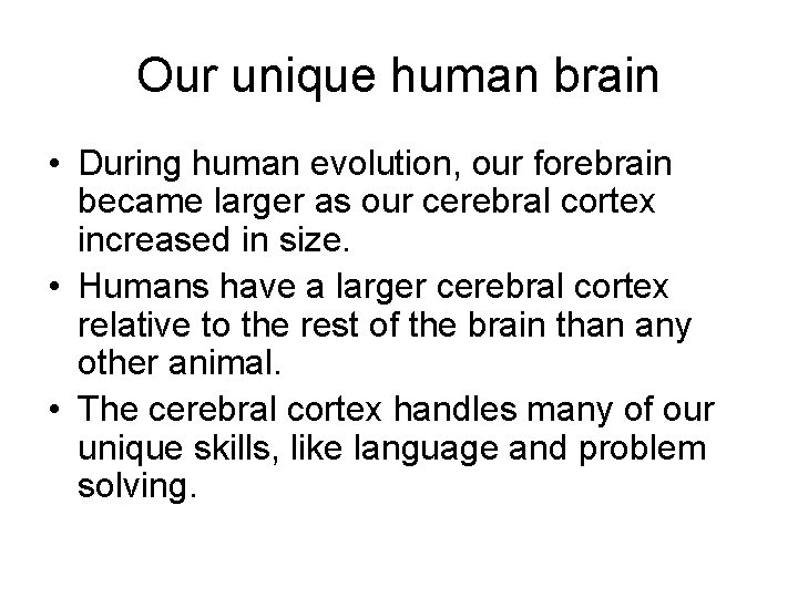 Our unique human brain • During human evolution, our forebrain became larger as our
