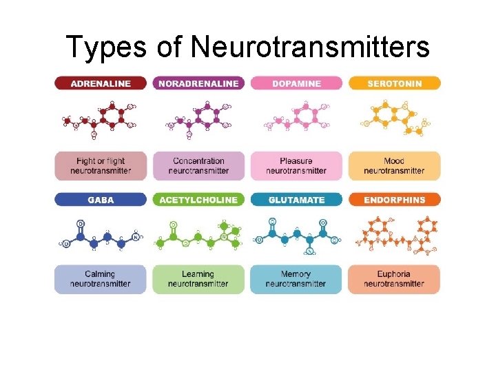 Types of Neurotransmitters 
